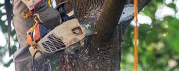 Best Tree Planting  in Summerville, GA