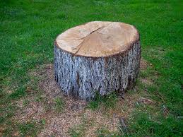 Best Storm Damage Tree Cleanup  in Summerville, GA