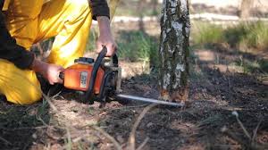 Best Root Management and Removal  in Summerville, GA