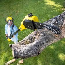 Best Firewood Processing and Delivery  in Summerville, GA