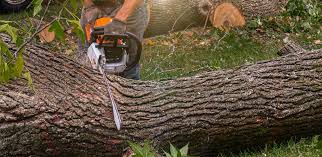 Lawn Renovation and Restoration in Summerville, GA