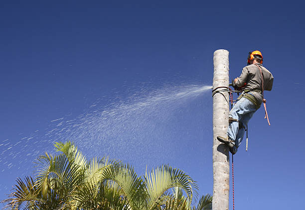 Best Lawn Watering Services  in Summerville, GA