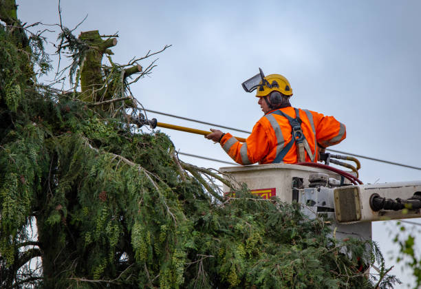 Professional Tree Care in Summerville, GA