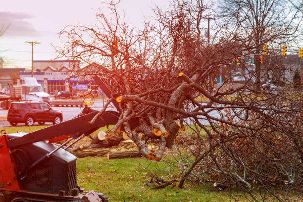 Best Tree Mulching  in Summerville, GA