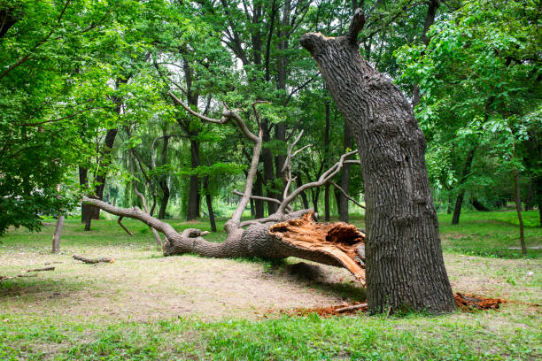 Best Landscape Design and Installation  in Summerville, GA