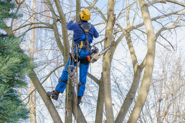 Best Tree Trimming and Pruning  in Summerville, GA