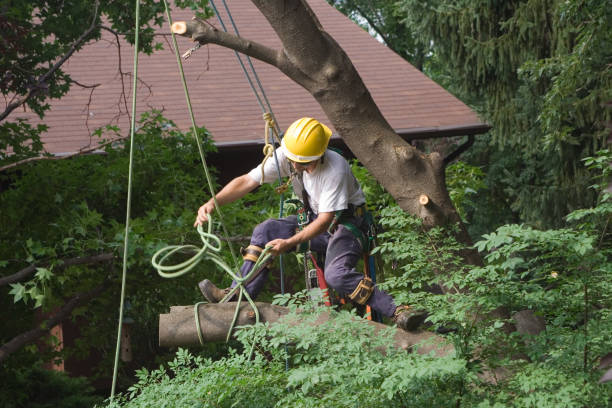 Best Tree Maintenance Programs  in Summerville, GA