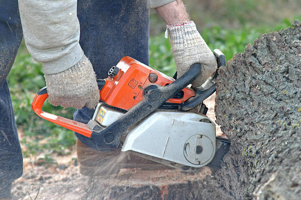 How Our Tree Care Process Works  in  Summerville, GA