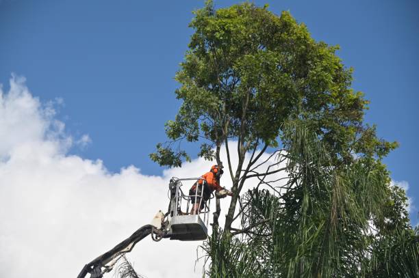 Best Stump Grinding and Removal  in Summerville, GA