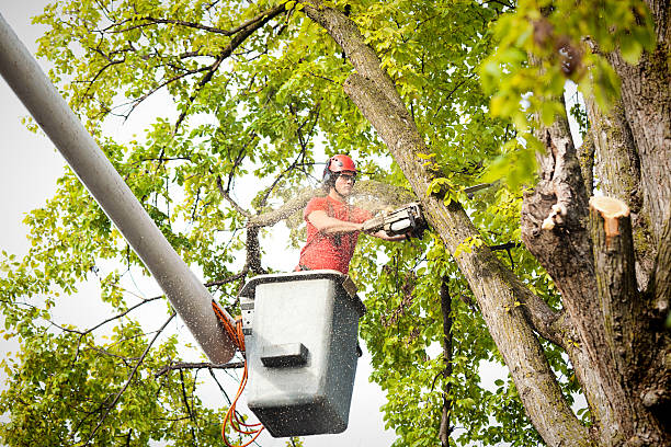 Best Arborist Consultation Services  in Summerville, GA