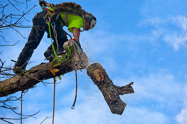 Best Tree Cabling and Bracing  in Summerville, GA